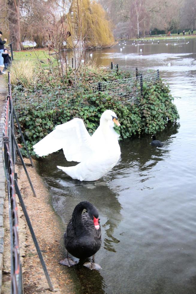 A view of a Mute Swan photo