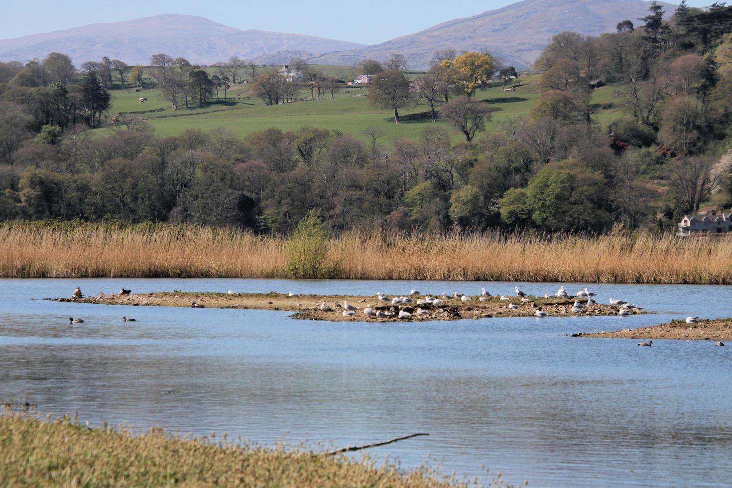A view of some birds at Martin Mere Nature Reserve photo