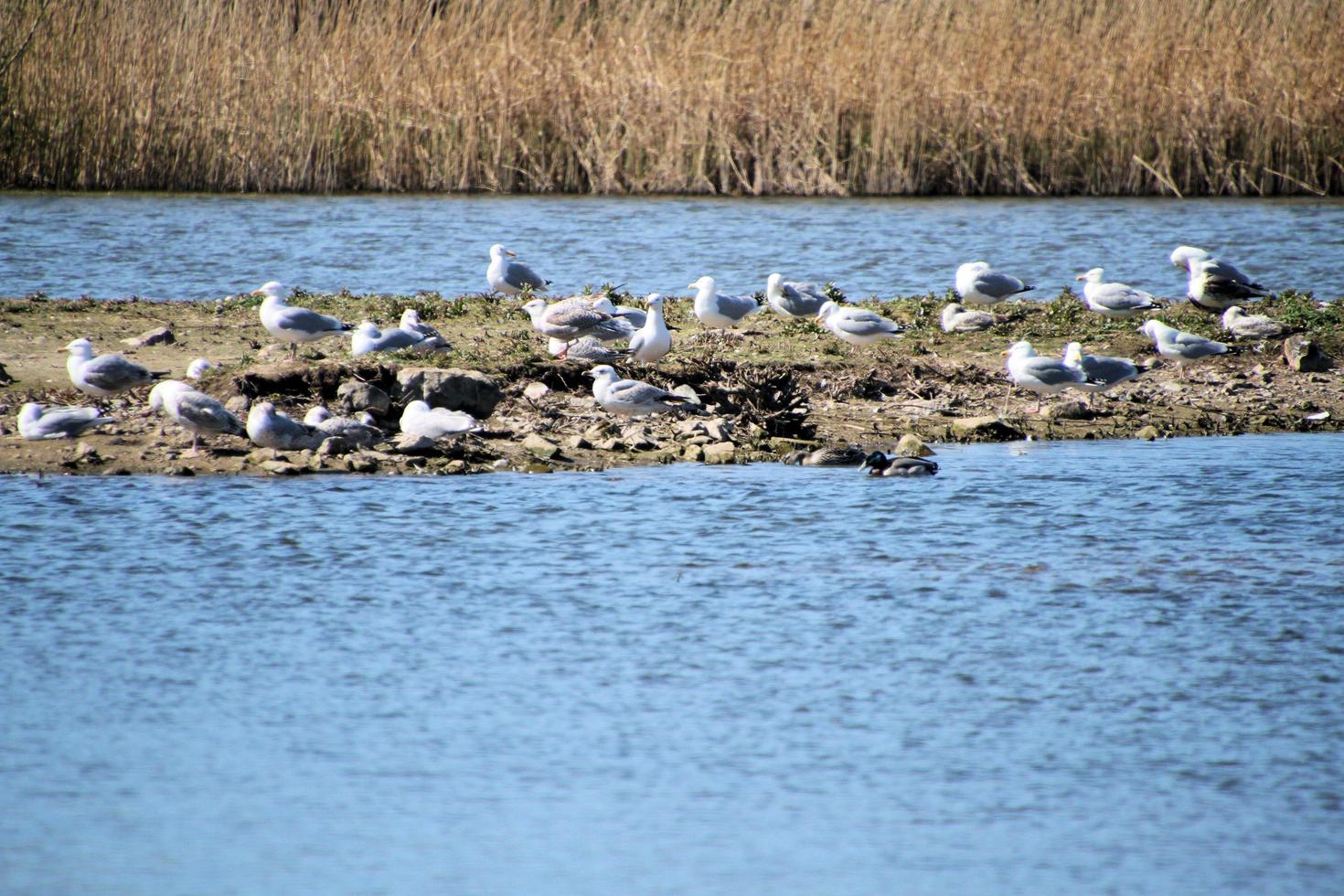 A view of some birds at Martin Mere Nature Reserve photo