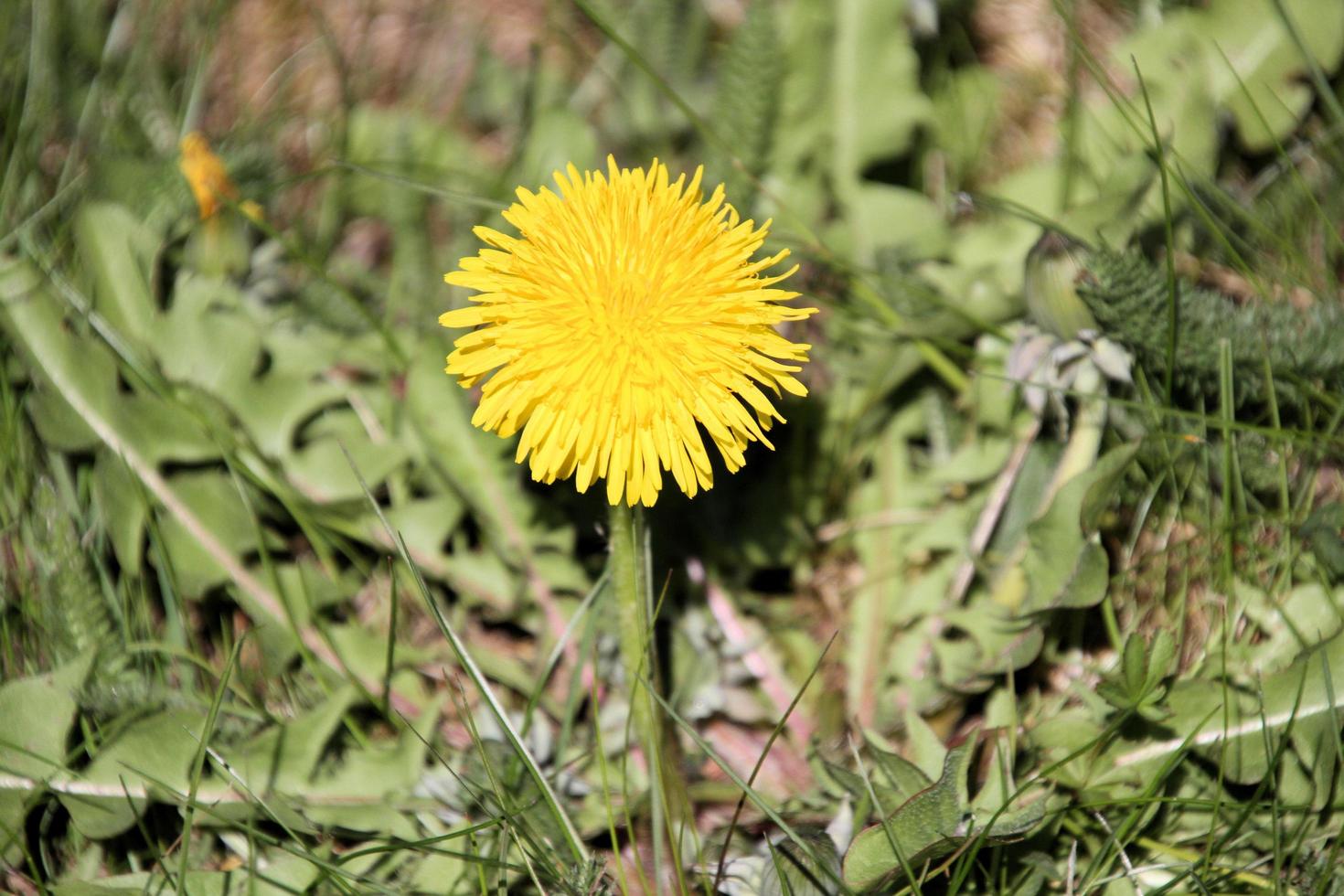 A view of some flowers in the wild photo
