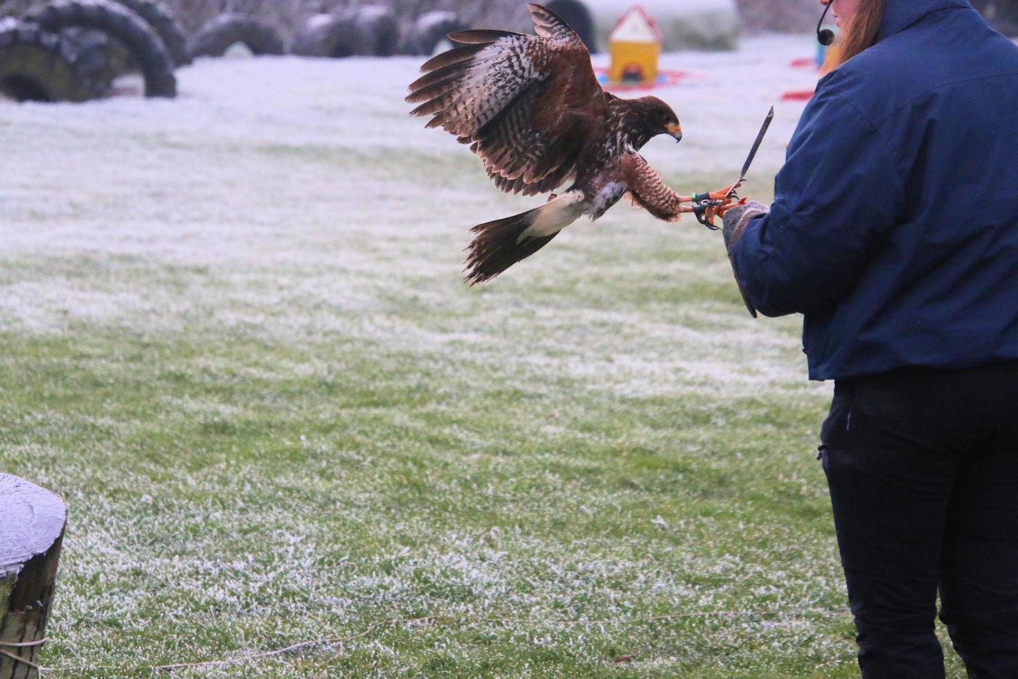 A view of a Harris Hawk photo