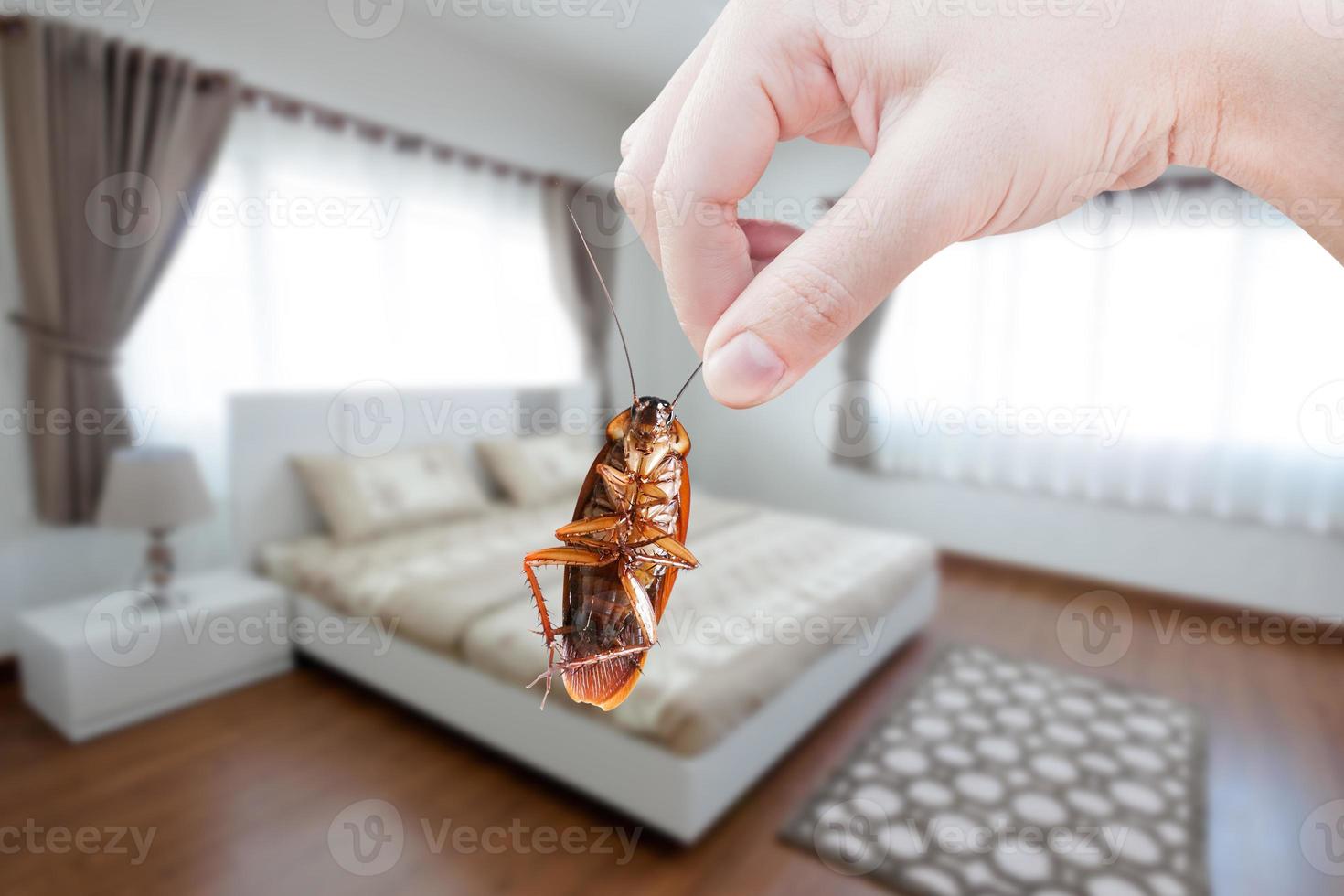 mano sujetando la cucaracha en la habitación en el fondo de la casa, eliminar la cucaracha en la casa de la habitación, las cucarachas como portadoras de enfermedades foto