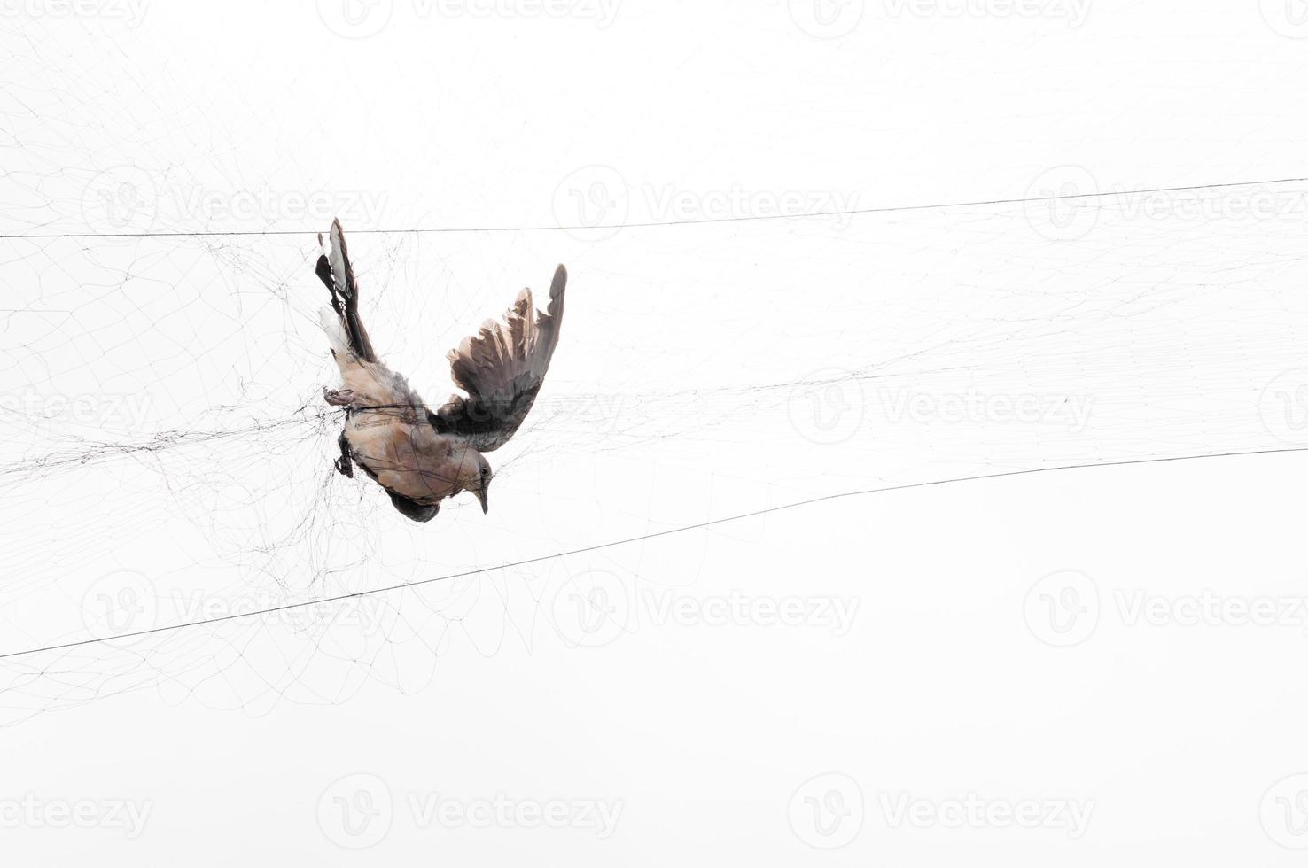 Bird were caught by a gardener on a mesh on white background,Illegal Bird Trap photo