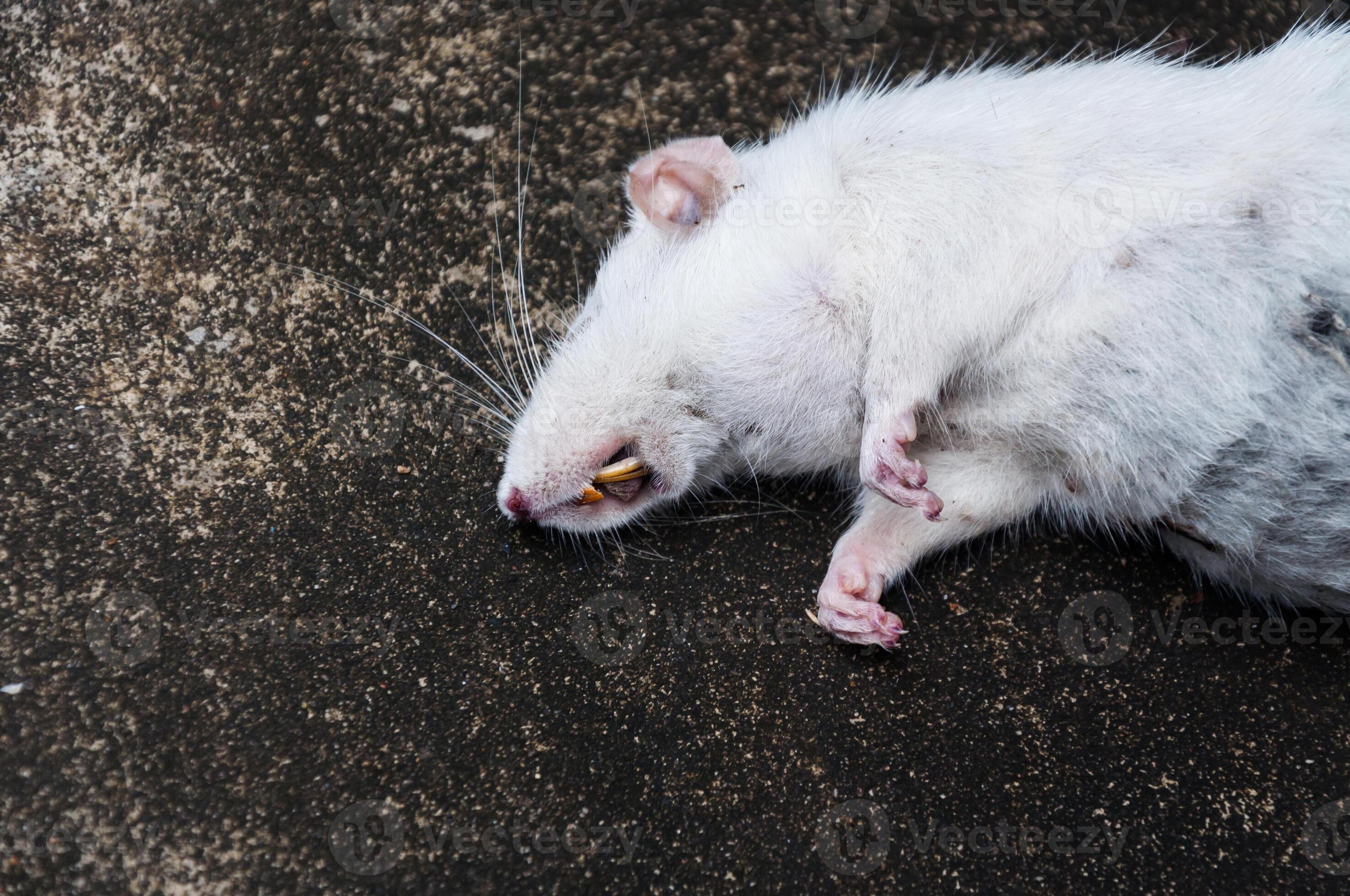 Dead White Rats On Floor The Dead Rat On A Street 19561175 Stock Photo Dead White Rats On Floor The Dead Rat On A Street 19561175 Stock Photo