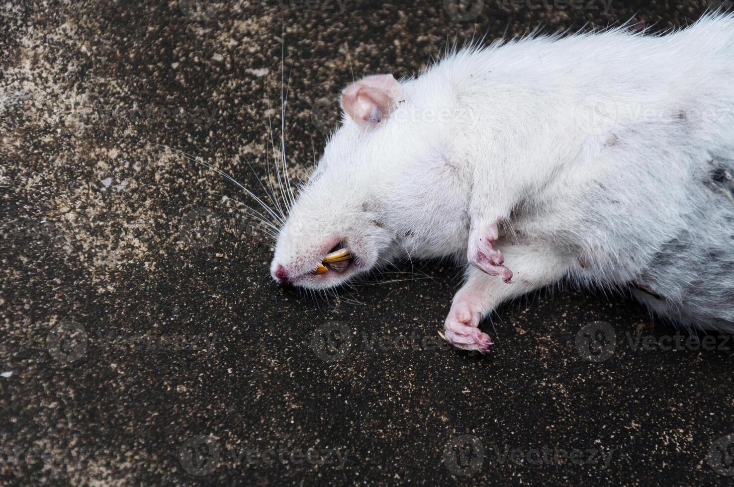 ratas blancas muertas en el suelo, la rata muerta en la calle foto