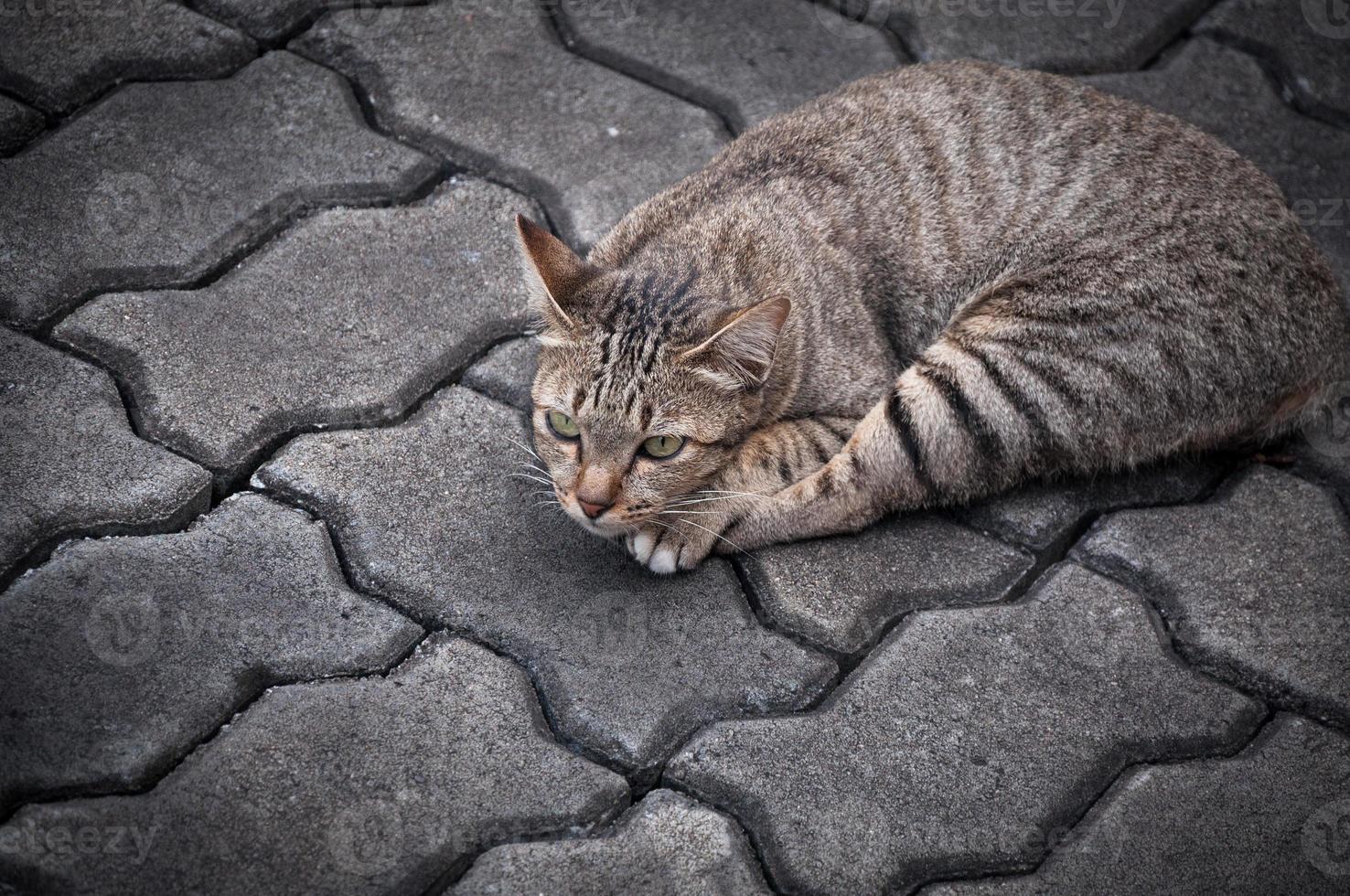 gato atigrado soñoliento en el suelo, gato lindo marrón, gato acostado, vacaciones relajantes de gato juguetón, formato vertical, enfoque selectivo foto