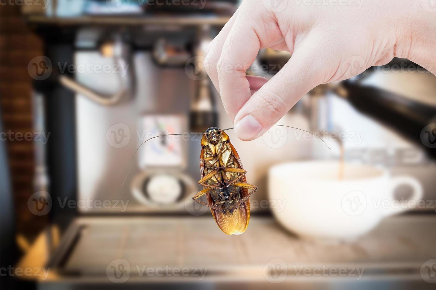 Woman's Hand holding cockroach on coffee machine fresh background, eliminate cockroach in coffee shop and kitchen photo