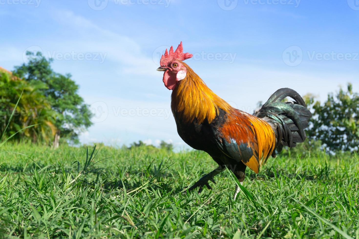 Beautiful Rooster cock on nature background, farm animals photo