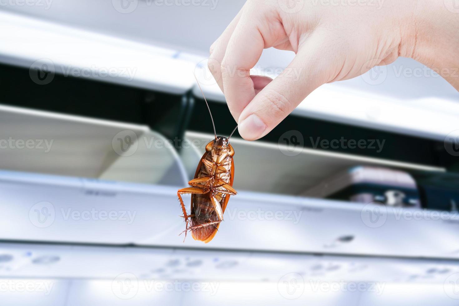 Hand holding cockroaches with airplane cabine with the luggage compartments, disturbances was eliminated idea is get rid of insects and put insect protection systems at airplanes. photo