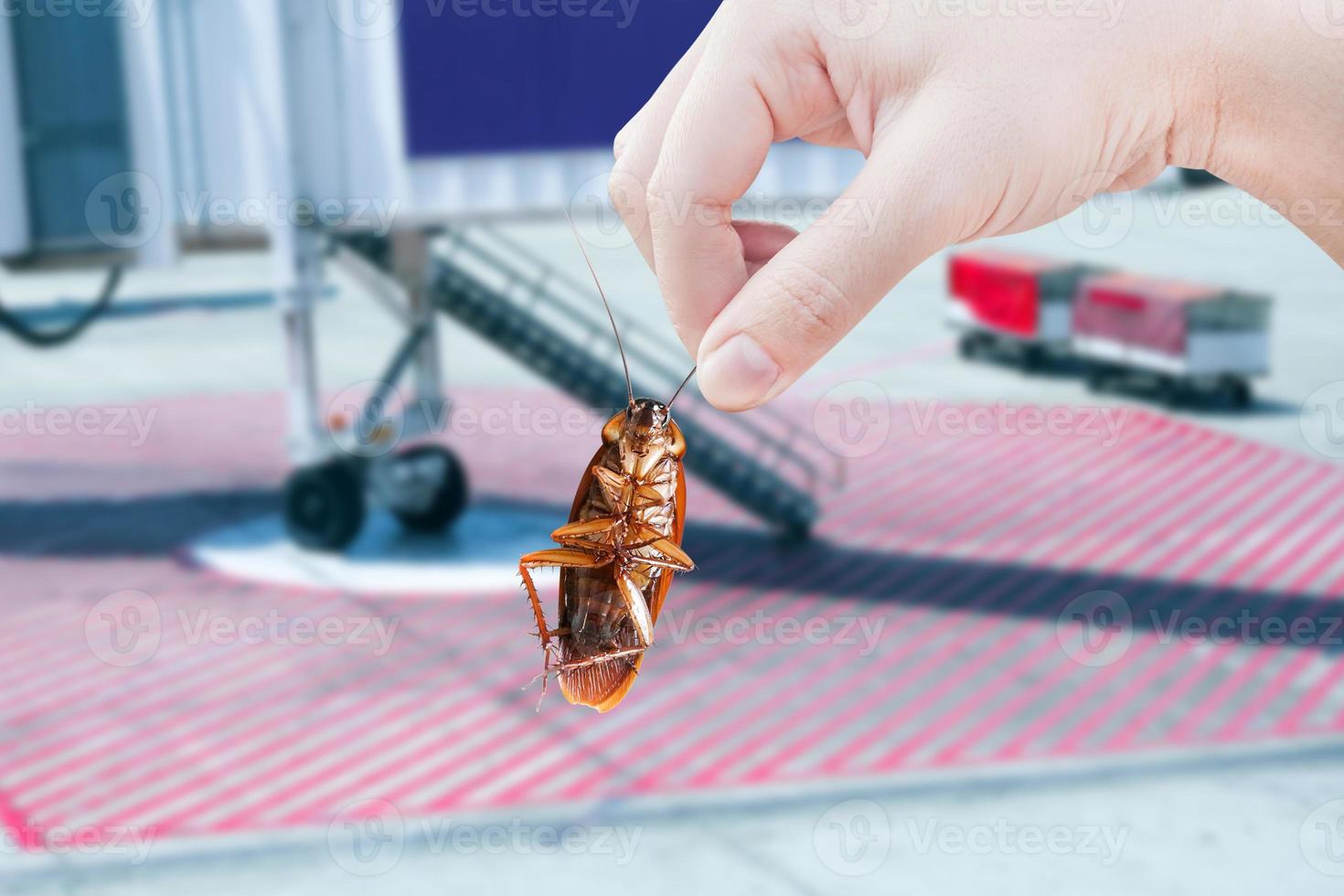 cockroaches with Empty jet bridge or passenger boarding bridge at an airport background, disturbances was eliminated idea get eliminate rid of insects and put insect protection systems at airplanes. photo
