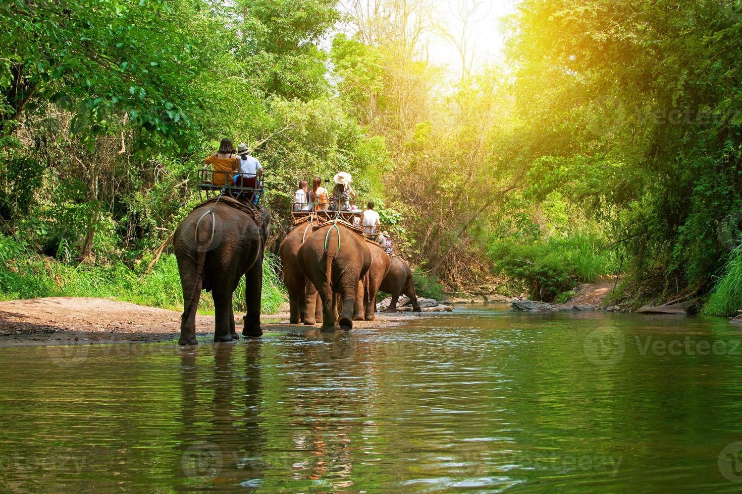 Group tourists to ride on elephant in forest chiang mai, northern Thailand photo