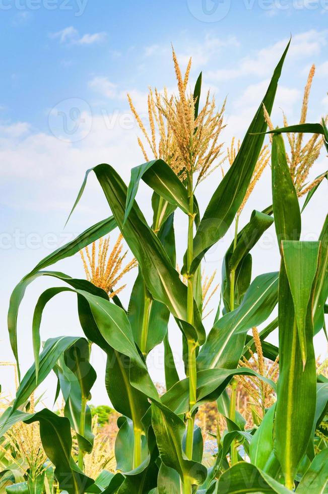 Corn field in clear day, corn tree with blue cloudy Sky photo