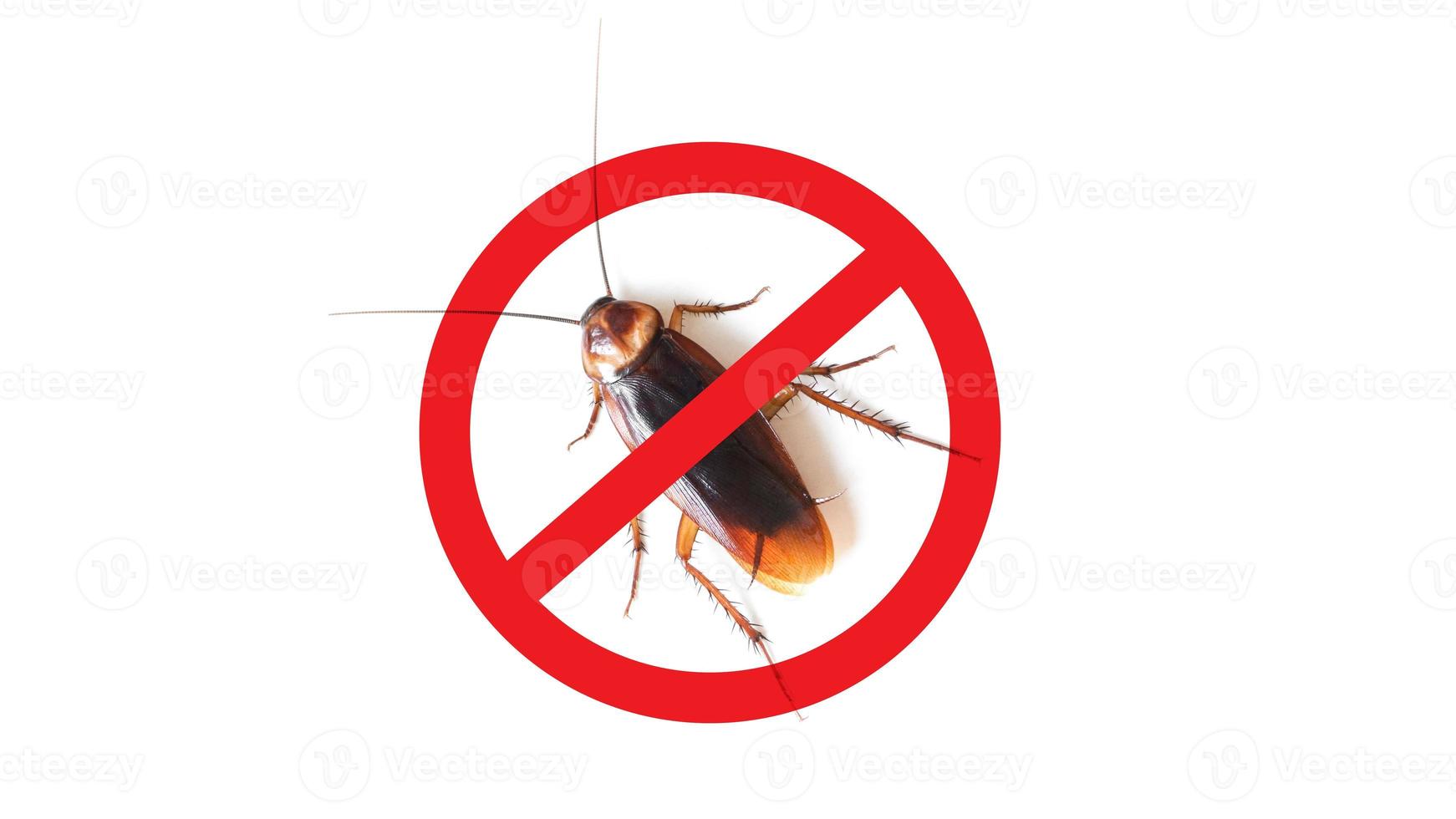 Anti cockroach, pest control. Stop insects sign.cockroach with caution sign pest control in red forbidding circle photo