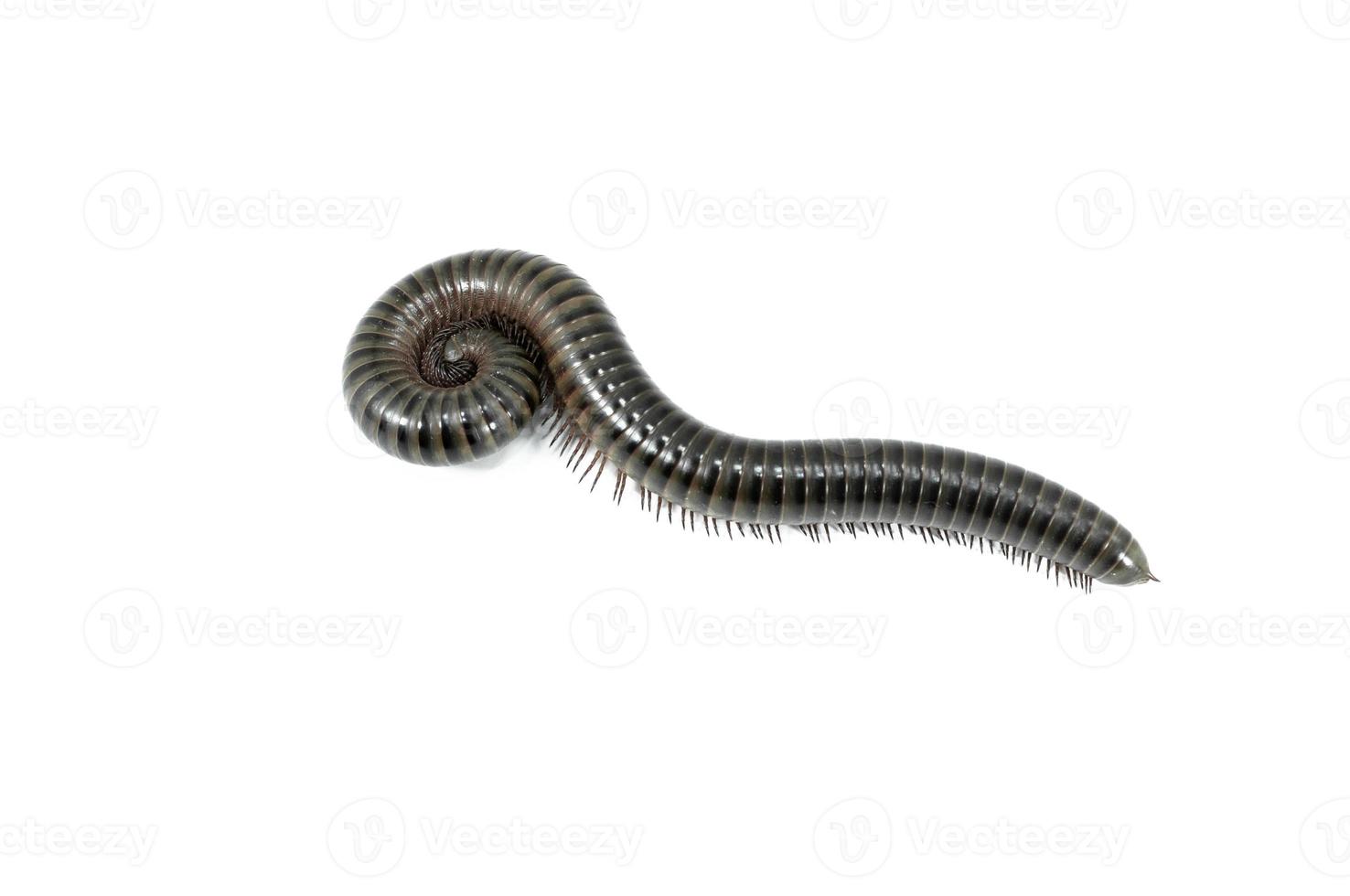 animal millipede on white background photo