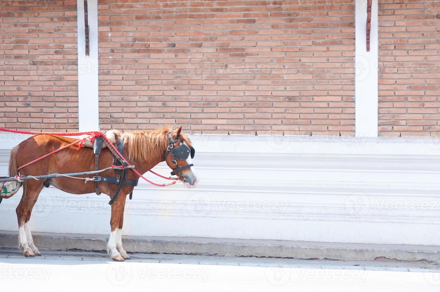 Brown horse pulling carriage on wall background at Phrathat Lampang Luang temple in Lampang, Thailand photo