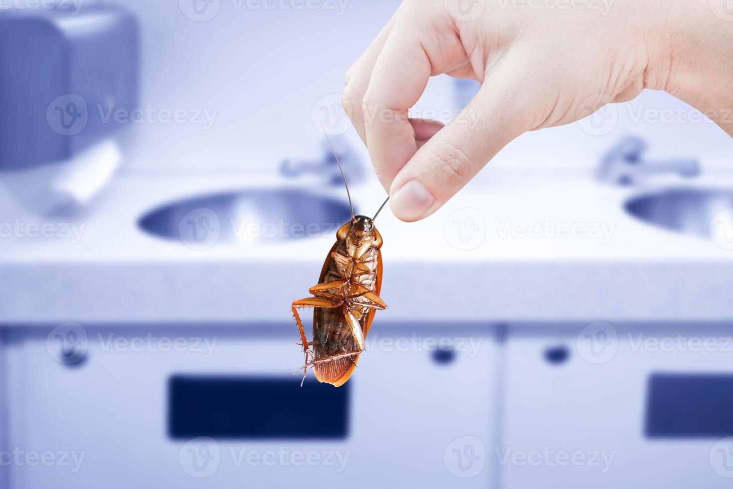 cockroach with Kitchen Sink background, eliminate cockroach in building, apartment, house, city, Cockroaches as carriers of disease eliminated idea get rid of insects and put insect protection systems photo