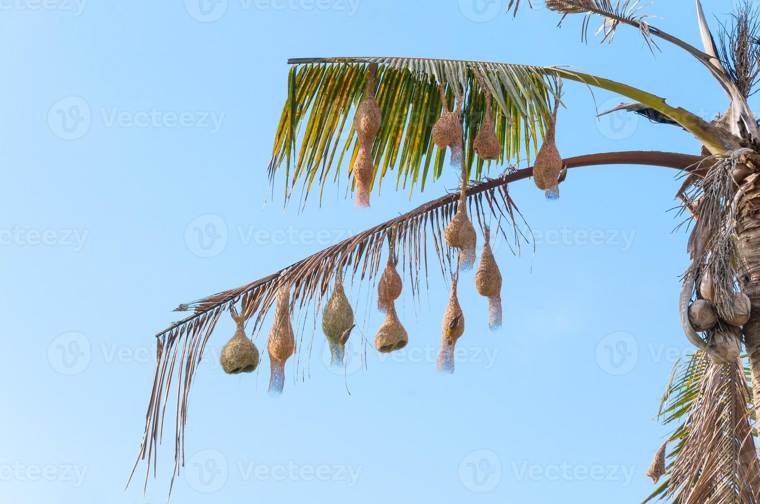 Beautiful weaver bird's nest on tree.Bird's nest hanging on the tree.Nesting bird photo