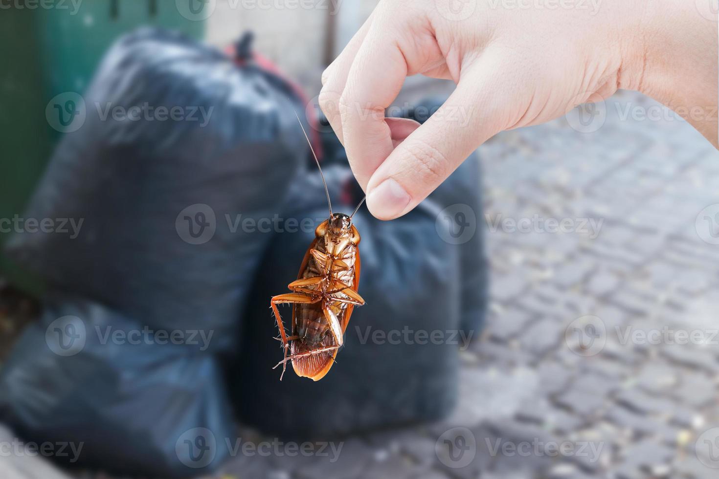 Hand holding cockroach with black bag waste background, eliminate cockroach in city, Cockroaches as carriers of disease eliminated idea is get rid of insects and put insect protection systems photo