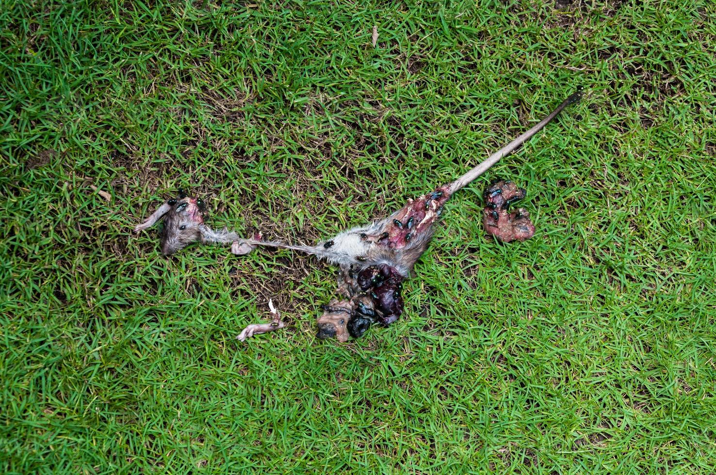 Rotten dead rat had eaten by flies on grass background, Fly breeding and propagation on it. it dead by cats,Dead rat, a rat bugs eat photo