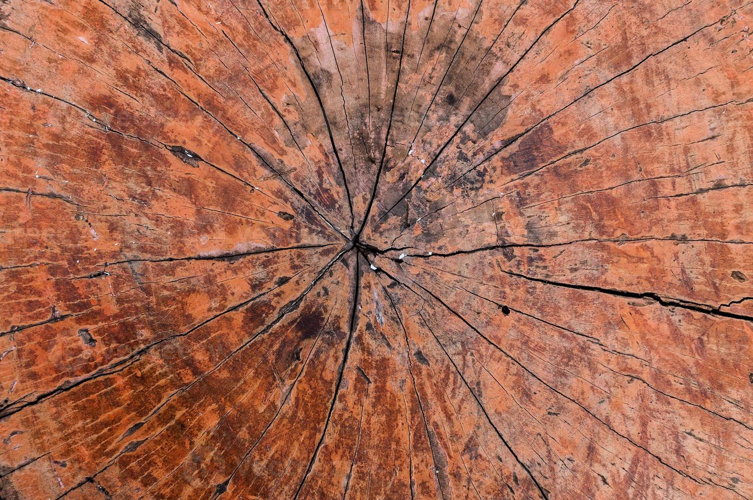 Tree rings old wood texture background,Cross section annual ring ,Nature background photo