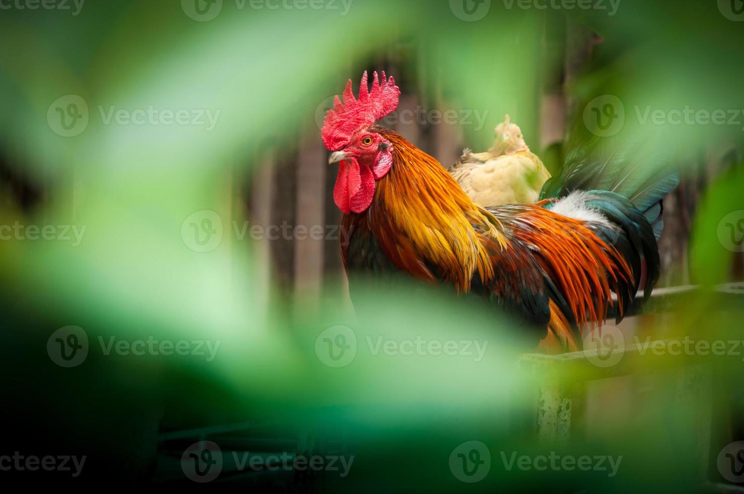 Beautiful Rooster cock on nature background, farm animals photo