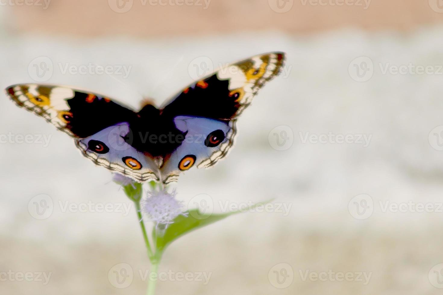 animal insecto volador, mariposa buckeye chupadora de flores con textura negra mixta foto