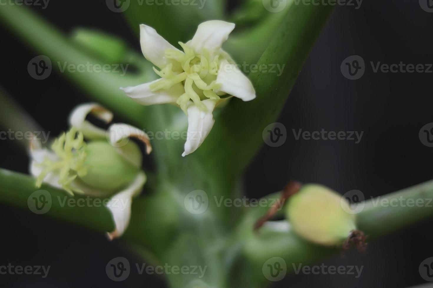 Papaya tree plant fruit vegetable with green leaf texture and yellow white flowers photo