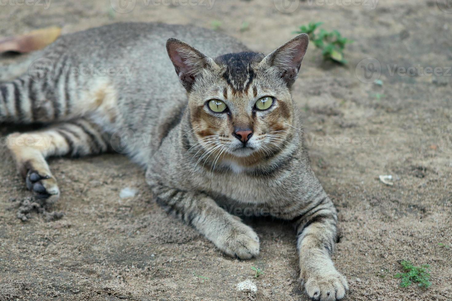 mamíferos, gatos de pelaje marrón esponjoso y suave, mascotas lindas y lindas foto