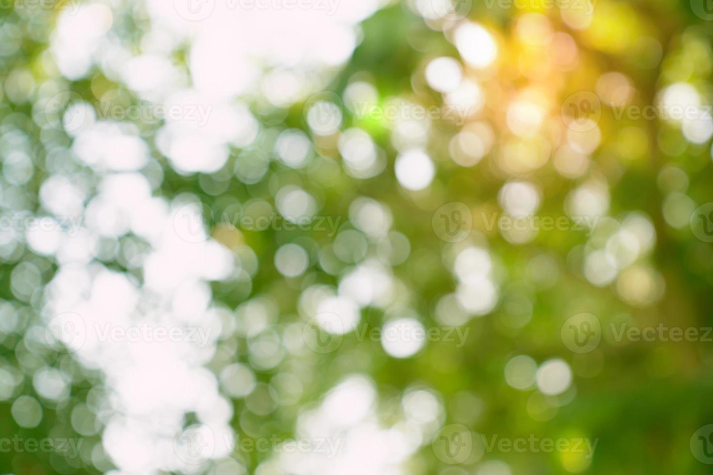 natural green bokeh abstract background,blurred textured photo