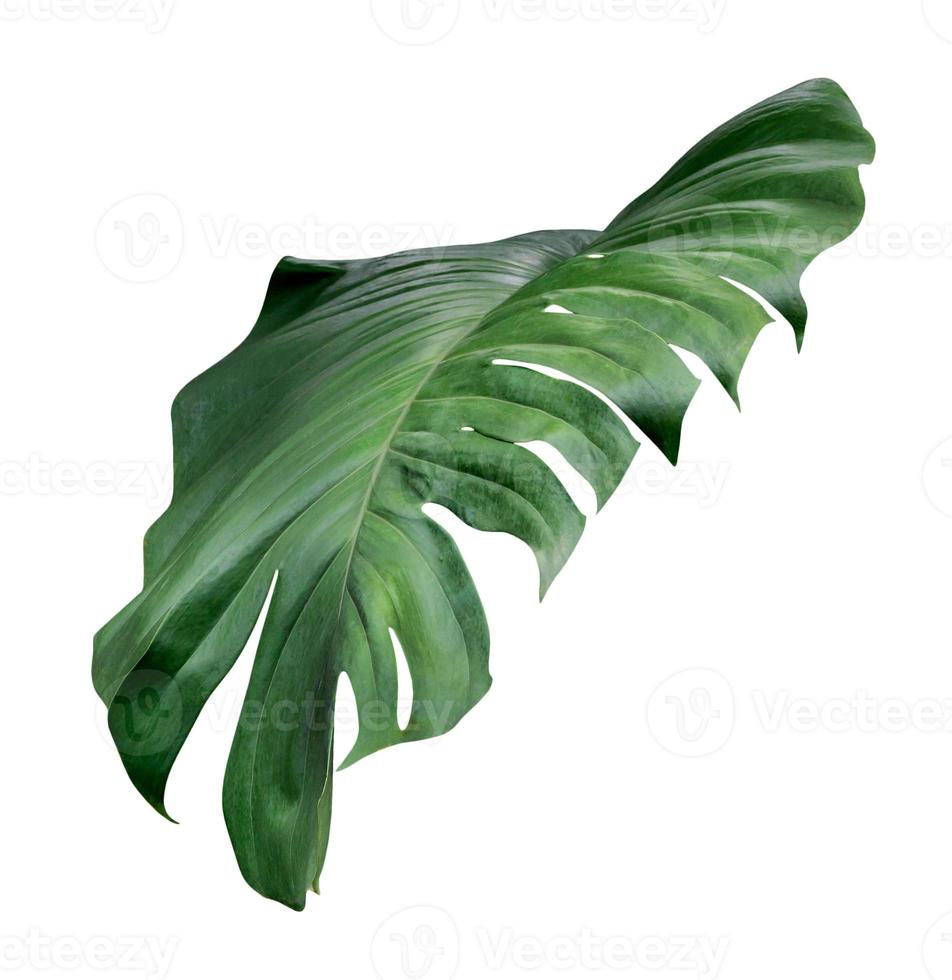Green leaves pattern,leaf monstera isolated on white background,include clipping path photo