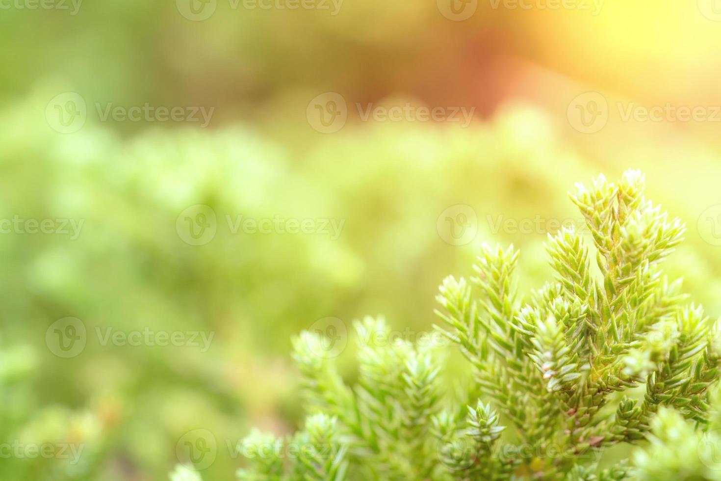 Green leaves pattern for summer or spring season concept,leaf blur textured,nature background photo