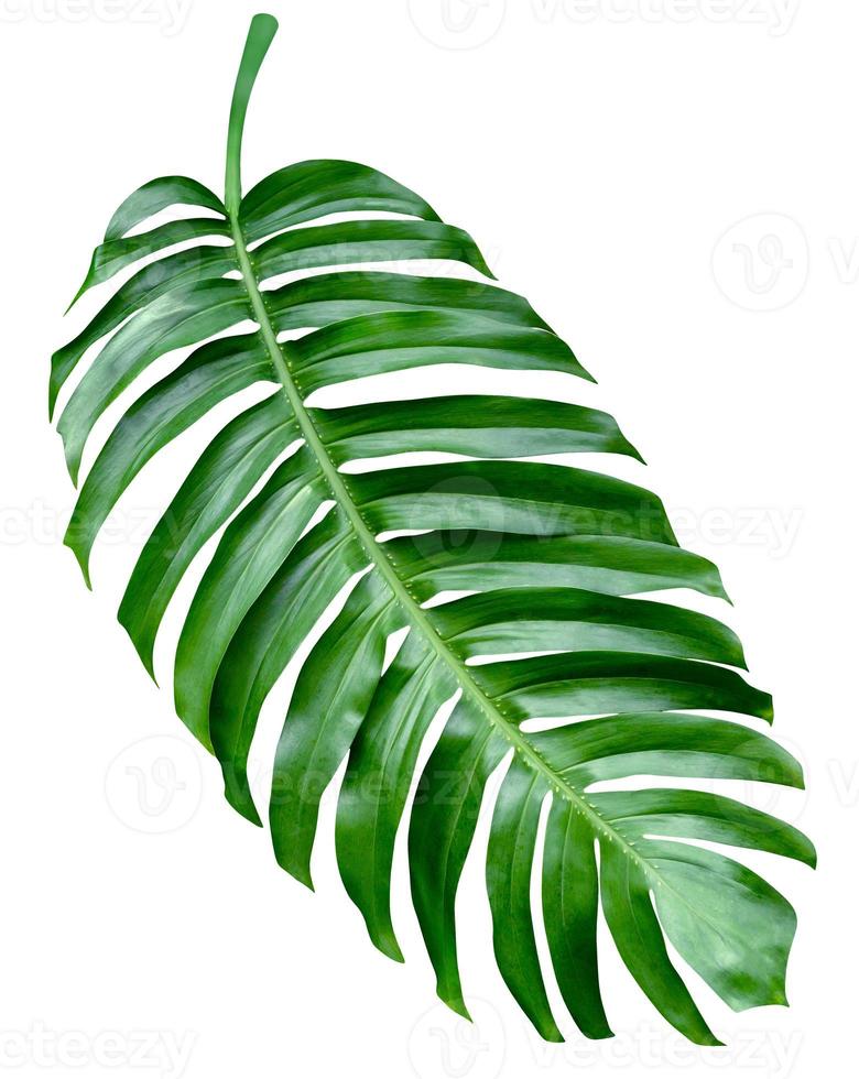 Green leaves pattern,leaf monstera isolated on white background,include clipping path photo