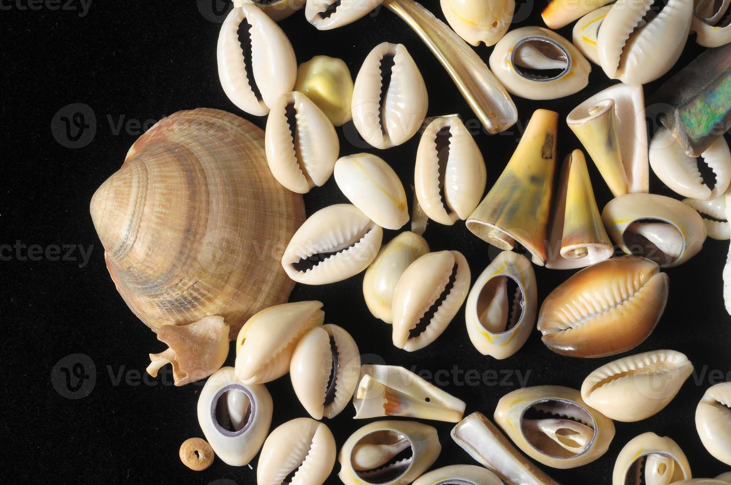Seashells on black background 19562670 Stock Photo at Vecteezy