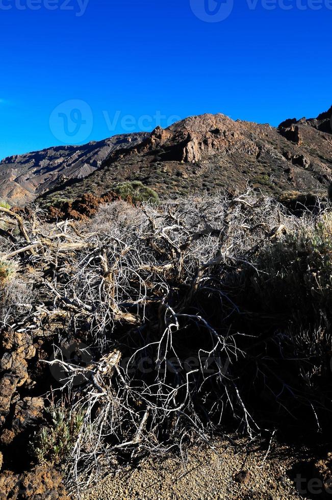 Arid landscape in summer photo