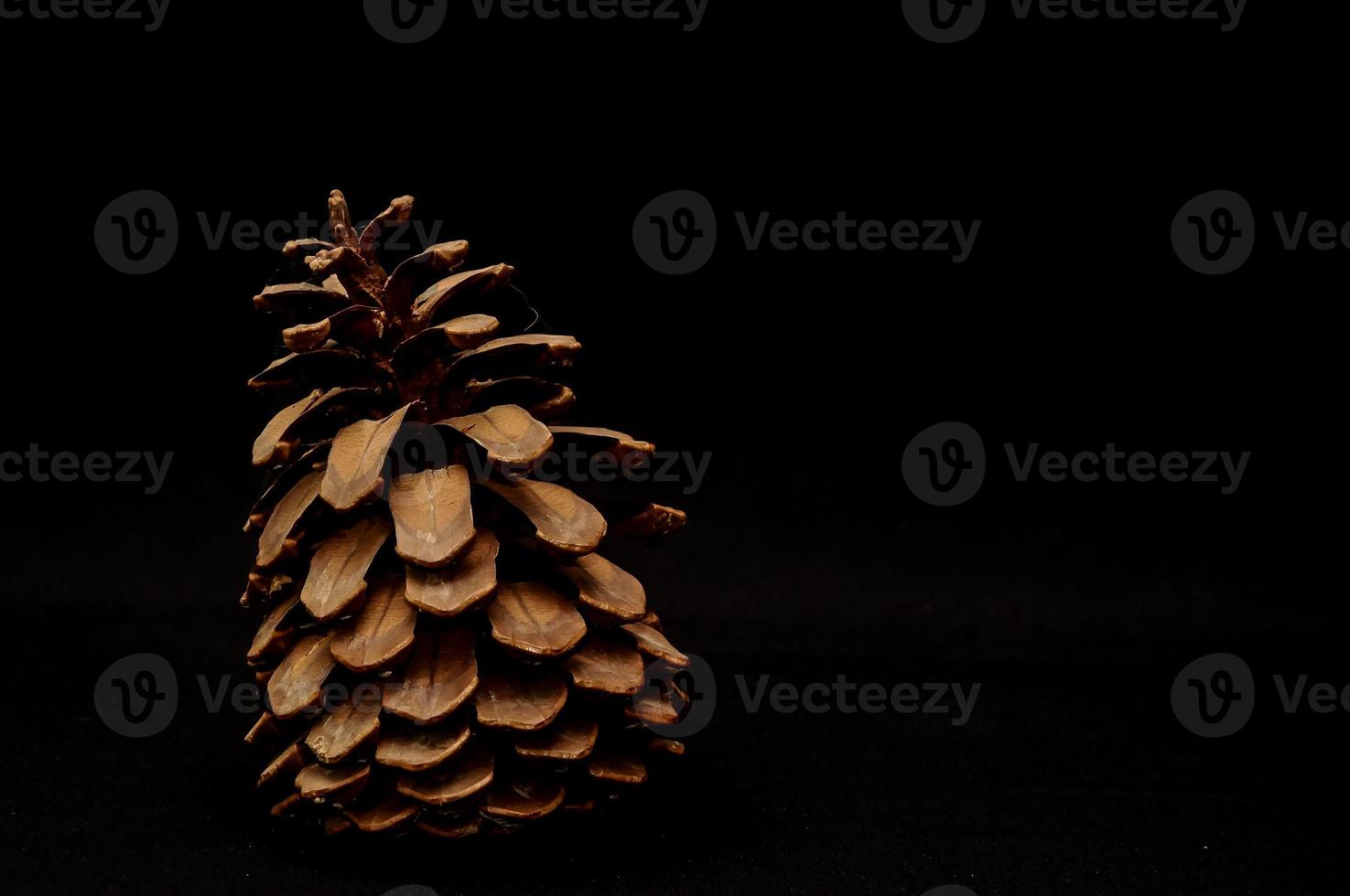 Pine cone on black background photo