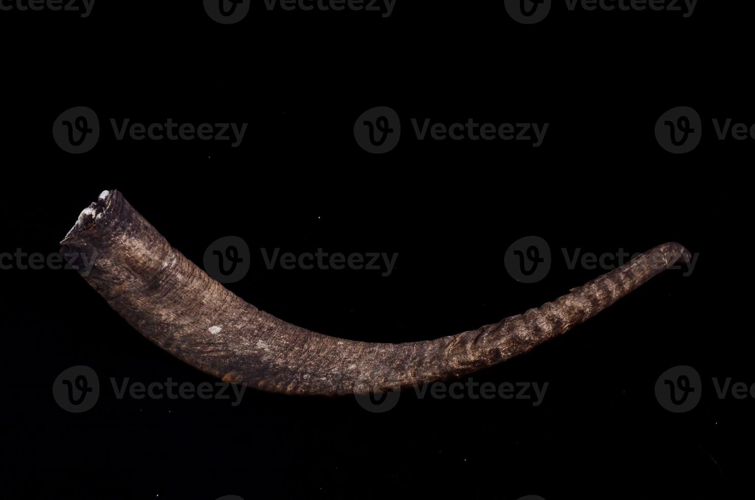 Animal horn on black background photo