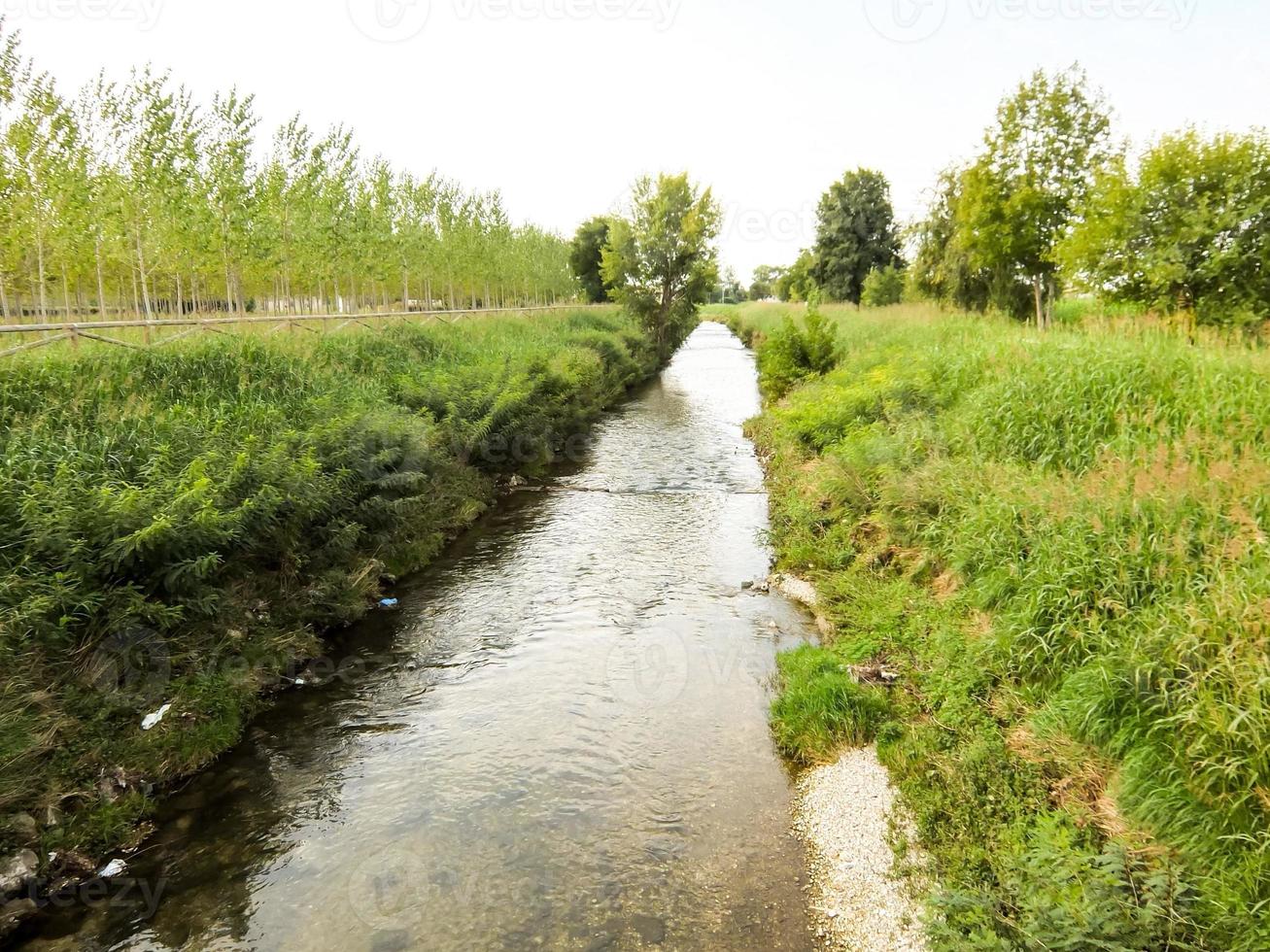 View of green woods by the river photo