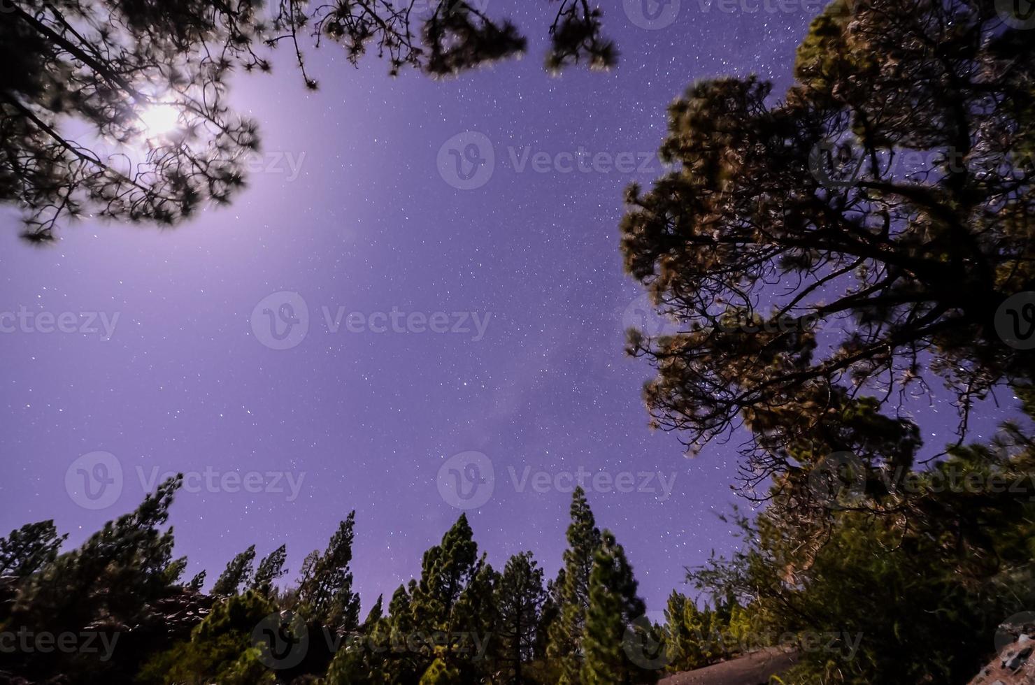 Starry sky over the forest photo
