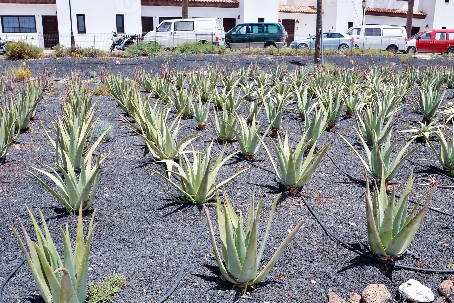 vista de la granja de aloe vera foto