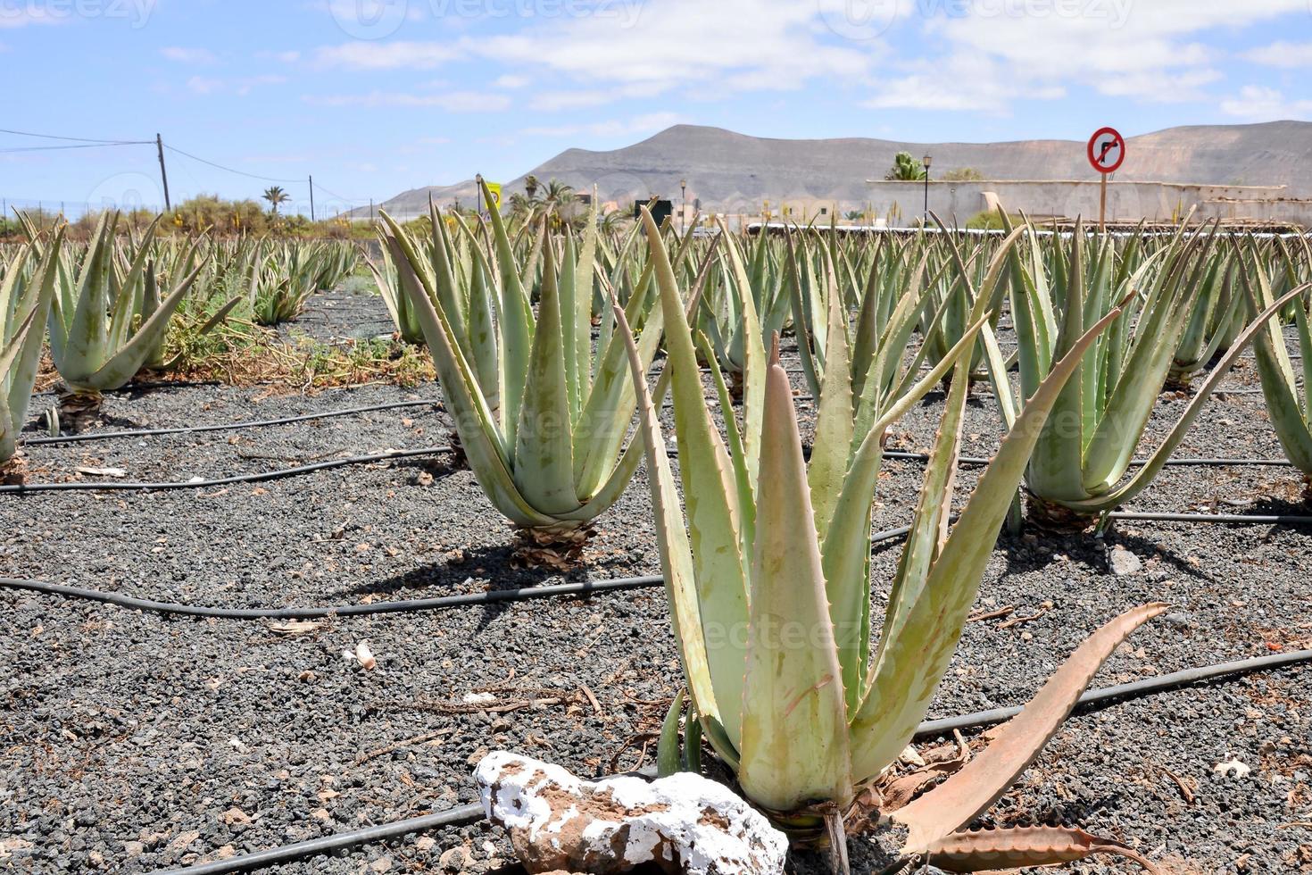 vista de la granja de aloe vera foto