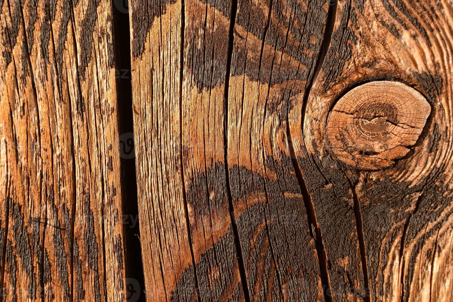 Natural wood close-up photo