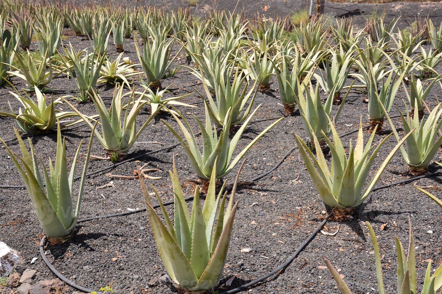 Aloe vera farm photo