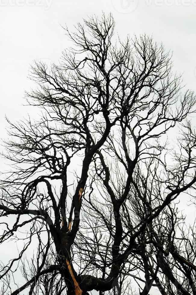 Dry tree under grey sky photo