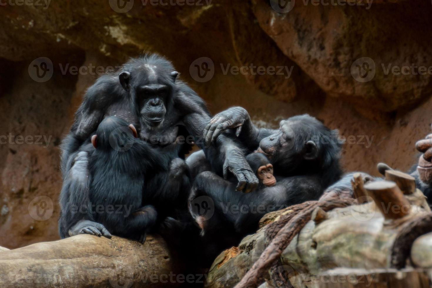 Chimpanzee in the zoo photo