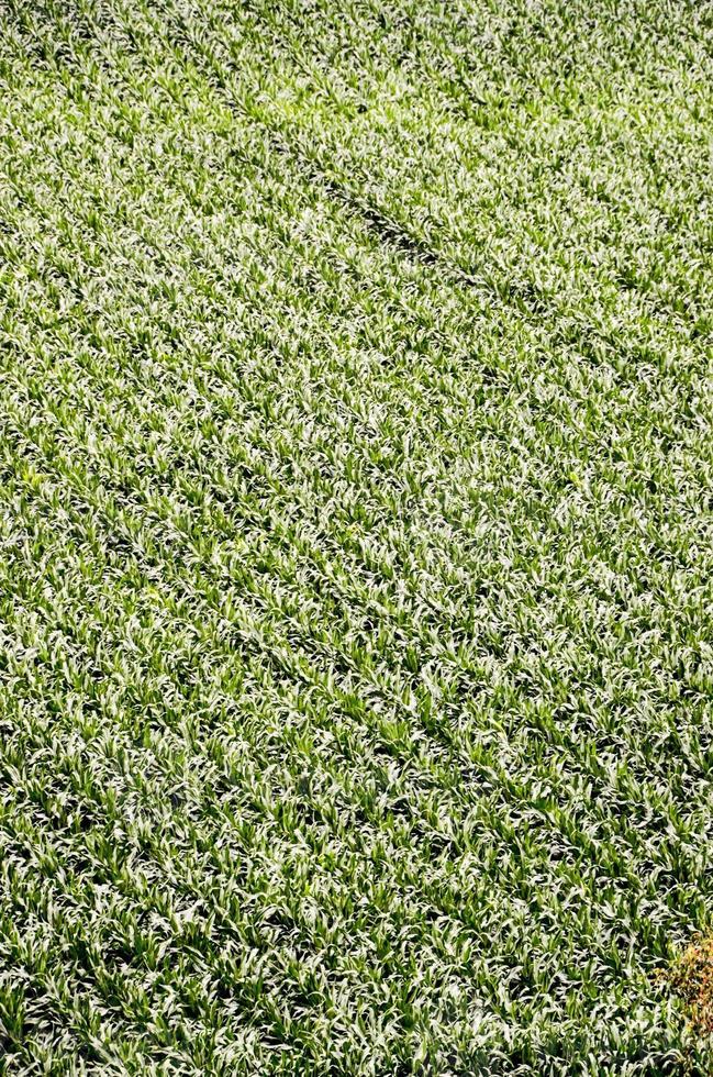 Abstract grass pattern 19563344 Stock Photo at Vecteezy