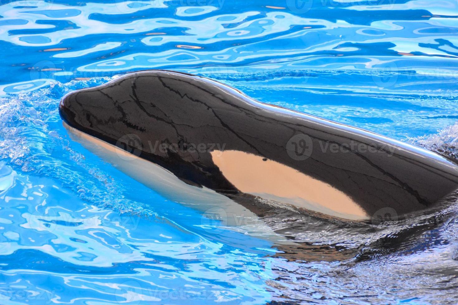 Whale on a water tank photo