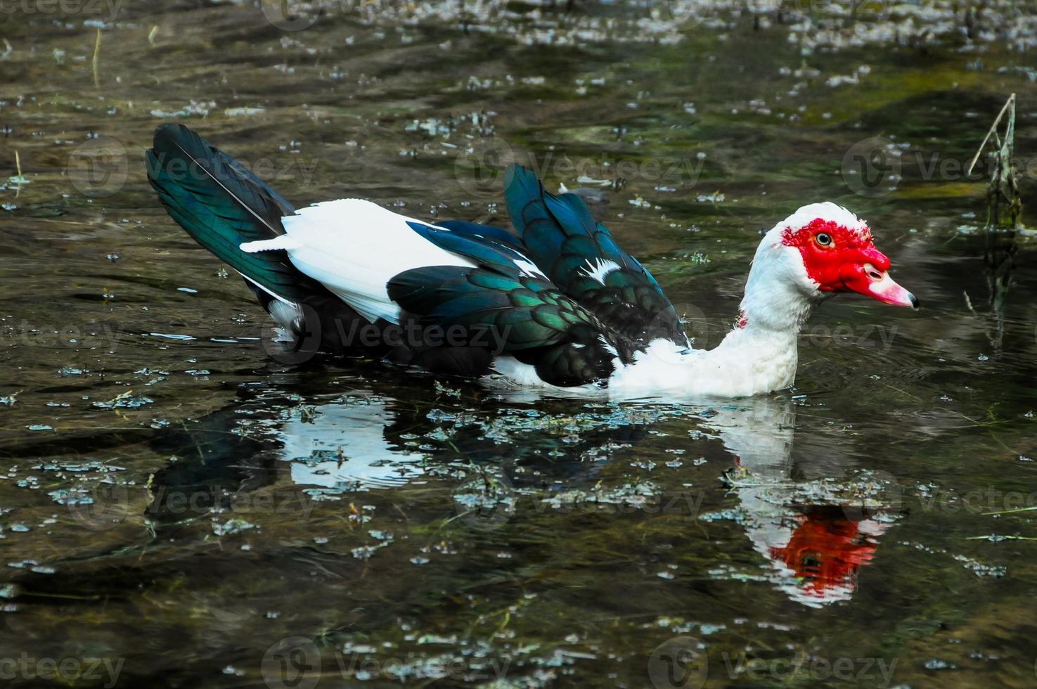 Bird in the water photo