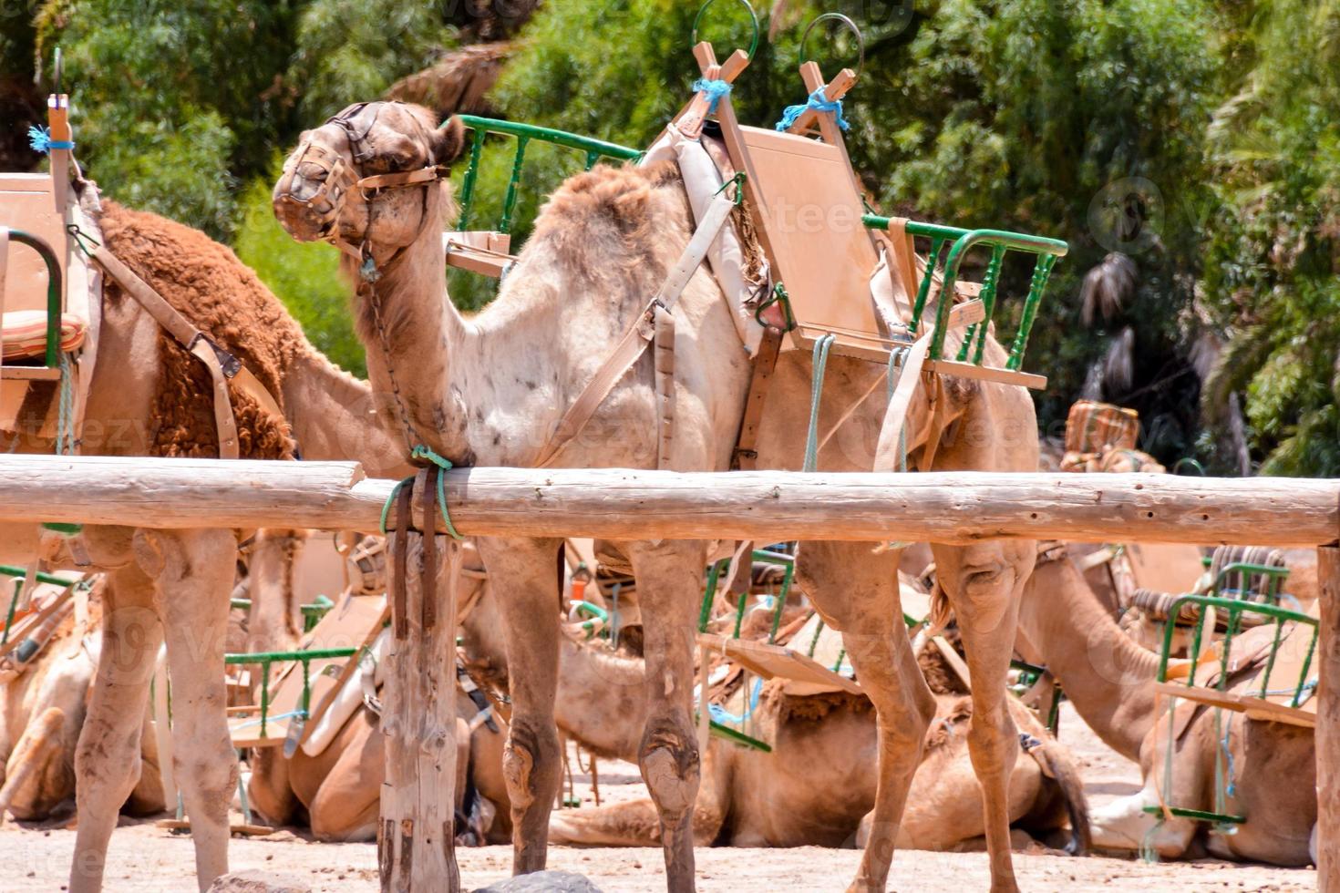 Camels in the desert photo