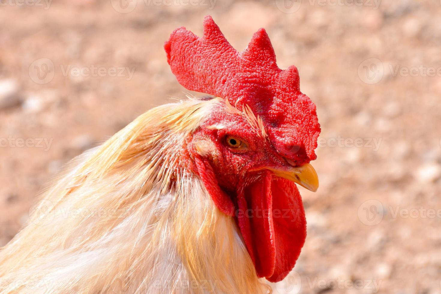 Rooster close up photo