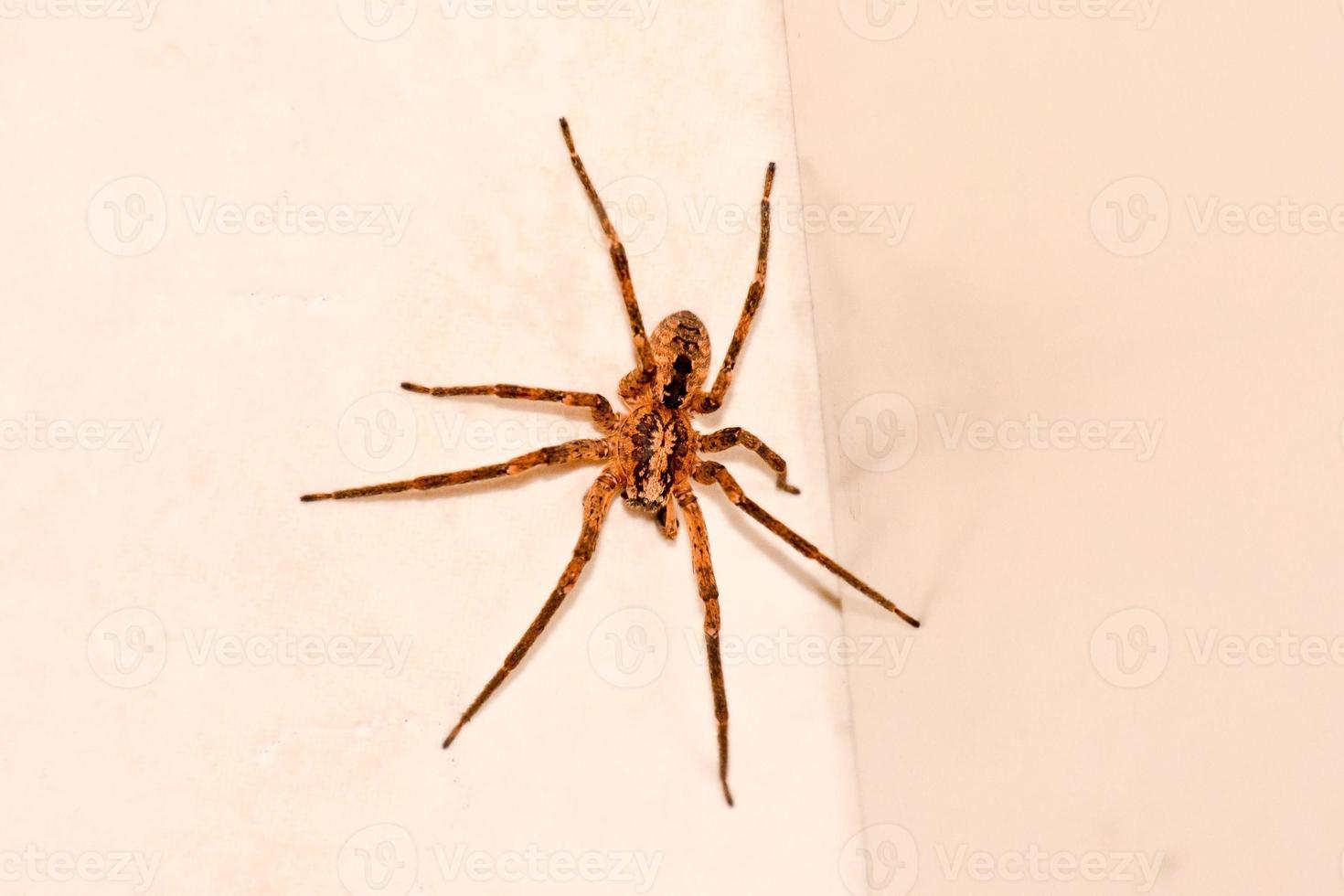 Large spider on the wall photo